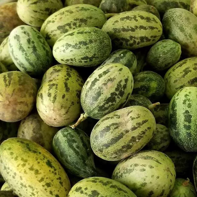 MINI MELOUN VODNÍ Cucumis melo /5 semen/