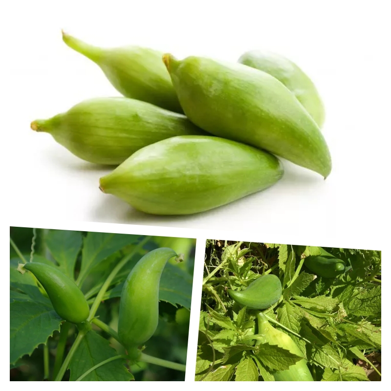 OKURKO-PAPRIKA AČOKČA /5 semen/