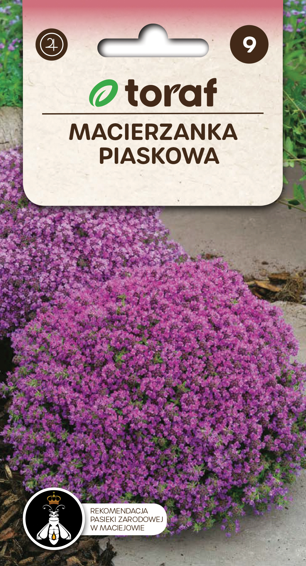 MATEŘÍDOUŠKA ÚZKOLISTÁ – AROMATICKÁ SKALNIČKA (THYMUS SERPYLLUM) /200 SEMEN/