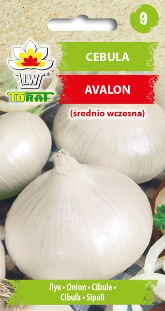 BÍLÁ CIBULE AVALON /600 semen/