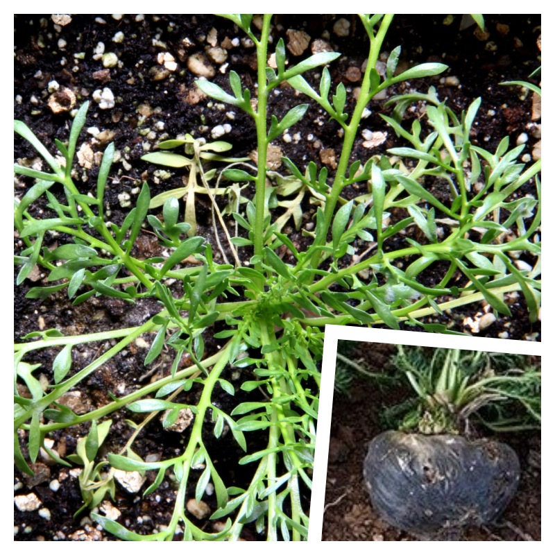 MACA ČERNÁ (Lepidium meyenii) – SEMENA PERUÁNSKÉ VITALITY /50 semen/