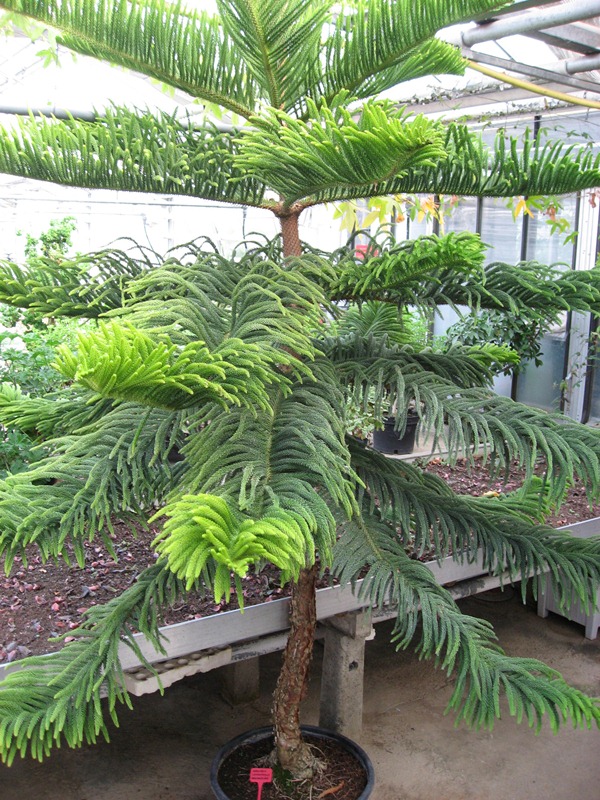 Araucaria Zahradni Prodej (našich podmínkách, vaši zahradu, druhů araukárií, Charakteristické rysy) Araucaria Zahradni Prodej