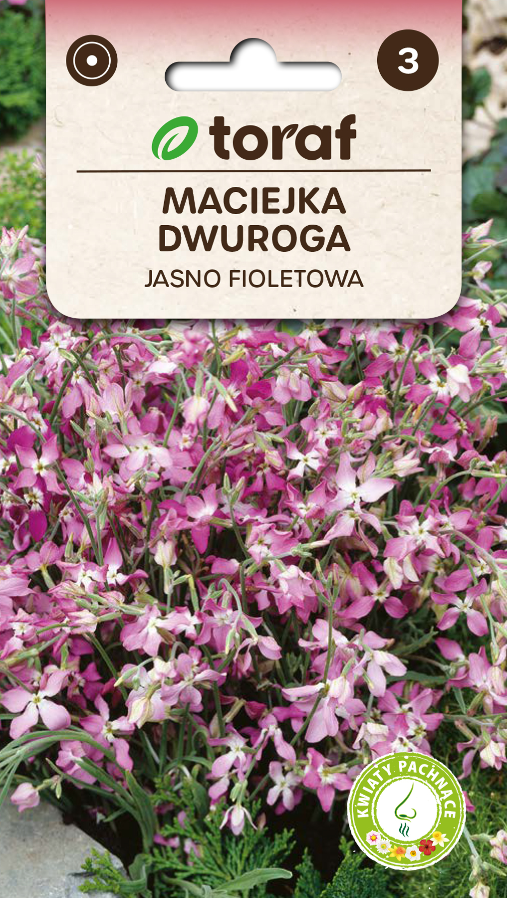 FIALA DVOUROHÁ Matthiola bicornis /1900 semen/