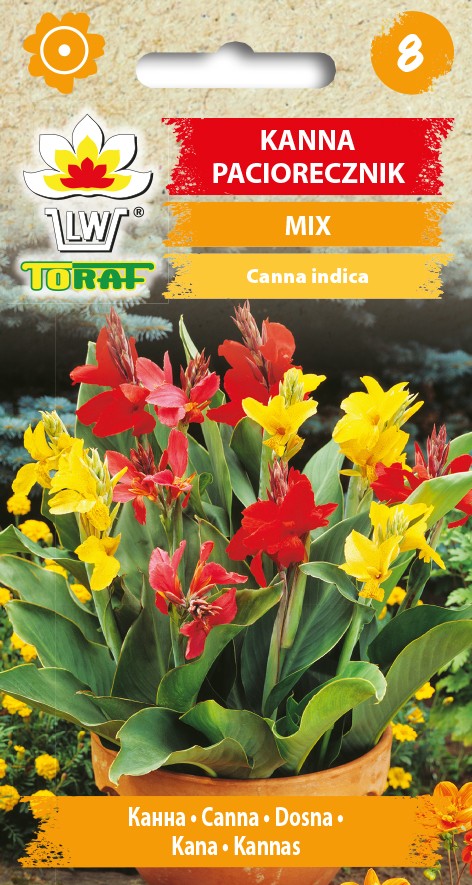 DOSNA INDICKÁ  (Canna indica), OKRASA ZAHRADY  /10 SEMEN/
