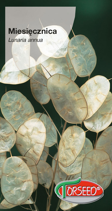 MĚSÍČNICE ROČNÍ FIALOVĚ-BÍLÁ, Jidášovy penízky (Lunaria annua) /100 semen/