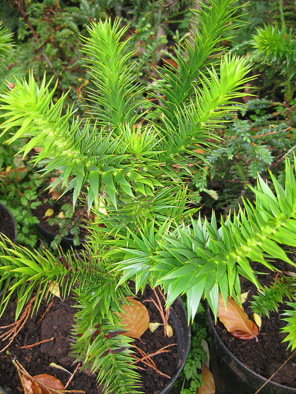 NĚCO PRO OPRAVDOVÉ FAJNŠMEKRY /2SEMENA/- Araucaria aracana