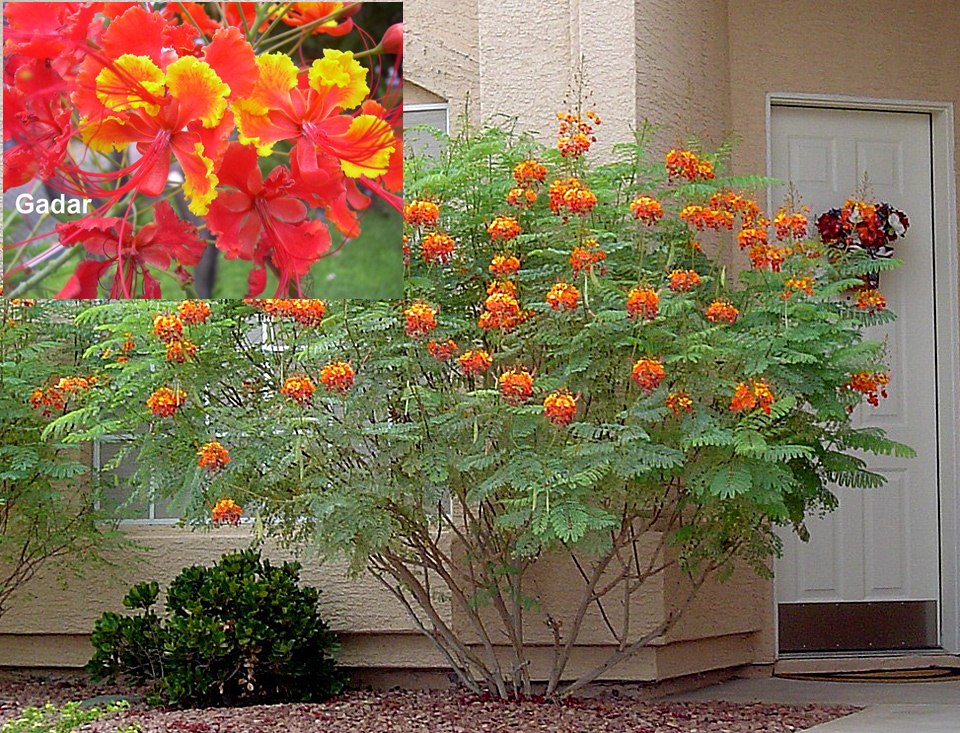 KVĚTY RAJSKÝCH PTÁKŮ VYJÍMEČNÁ ODRŮDA /10 SEMEN/- Caesalpinia Pulcherrima Sunset