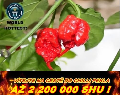 Nejpálivější chilli papričky HP22B CAROLINA REAPER /5semen/ 