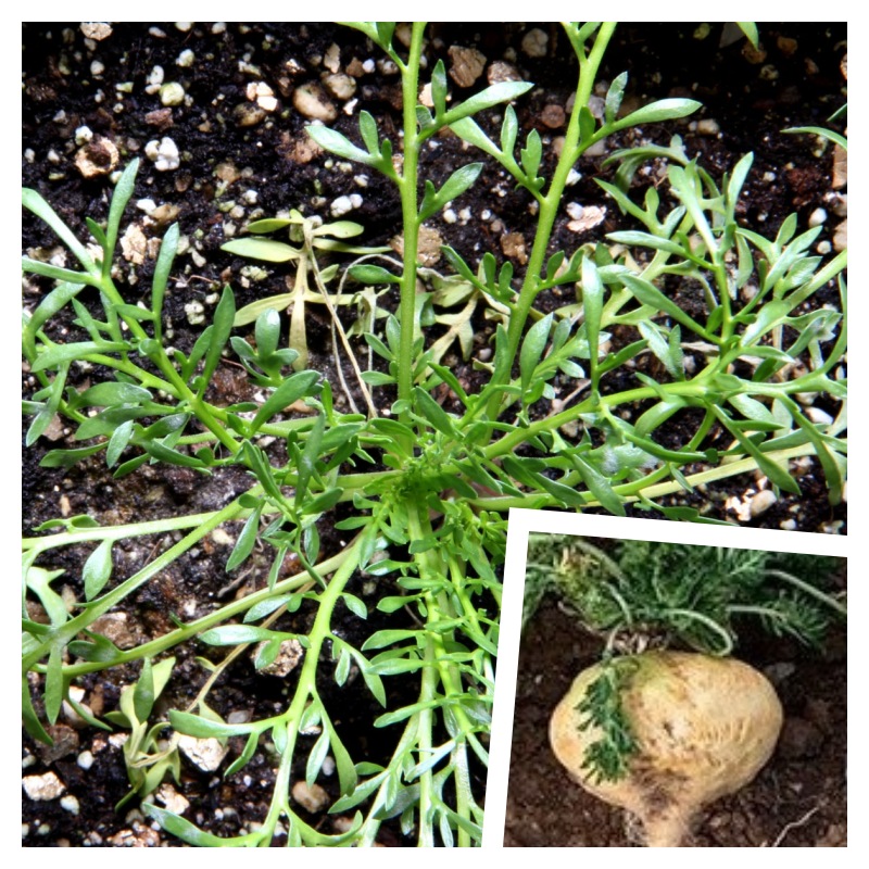 MACA ŽLUTÁ (Lepidium meyenii) – SEMENA PERUÁNSKÉ VITALITY /50 semen/