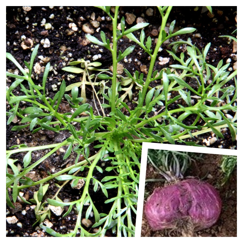 MACA FIALOVÁ (Lepidium meyenii) – SEMENA PERUÁNSKÉ VITALITY /50 semen/