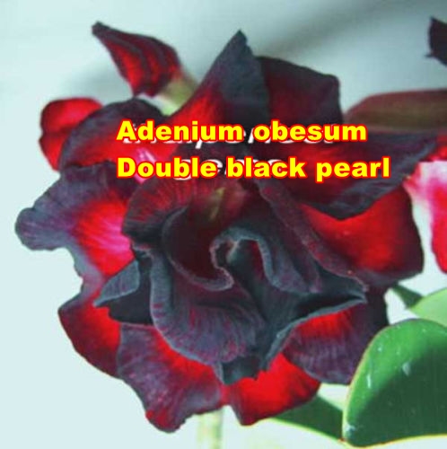 Adenium obesum Dobleblack Pearl /5 semen/