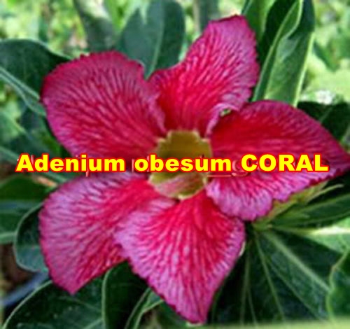 Adenium obesum Coral /5 semen/