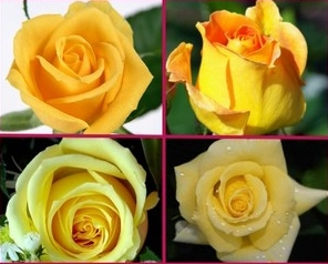 ŽLUTÁ RŮŽE VESELÁ JOY/10 SEMEN/-Yellow Rose  