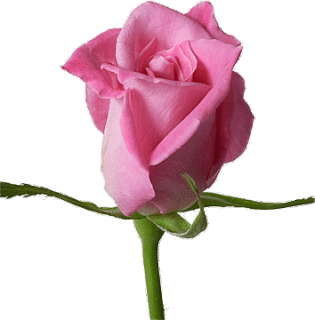 RŮŽOVÁ RŮŽE JEMNOST/10 SEMEN/- Pink Rose