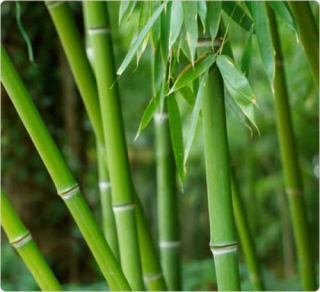 Bambus Phyllostachys Pubescens /10 SEMEN/ 