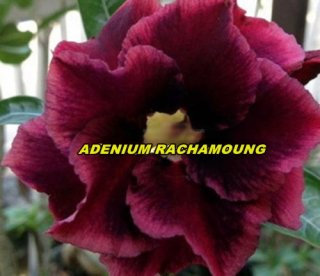 Adenium obesum Rachamoung /5 semen/